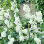 Hollyhocks – White