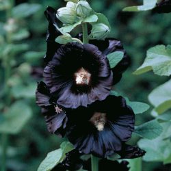 Hollyhocks – Black