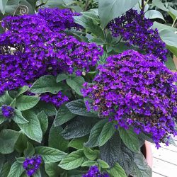 Heliotrope – Purple