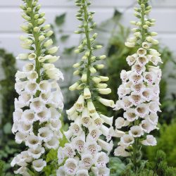 Foxgloves – White