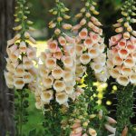 Foxgloves – Apricot