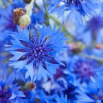 Cornflower – Wild