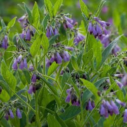 Comfrey – Wild