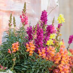 Antirrhinum – Wild Mix