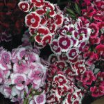 Sweet William – Auricula-Eyed