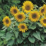 Sunflower – Pacino Gold