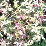 Stock Night – Scented