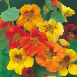 Nasturtium – Trailing Single Mix