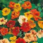 Nasturtium – Jewel Mix
