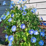 Morning Glory – Heavenly Blue