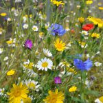 Wild Mix – Bumblebee Friendly Flowers