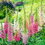 Foxglove – Excelsior Mix