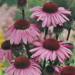 Echinacea – Bravado