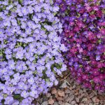 Aubrietia – Cascade Mix