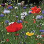 Wildflower – Cornfield Mix