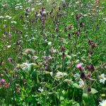 Wildflower – Woodland Mixture