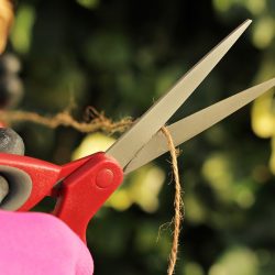 Home & Garden Scissors