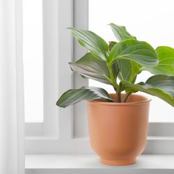 Plantpak Digital pH Meter