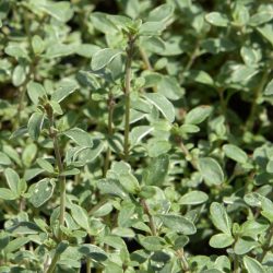 Thyme Variegated