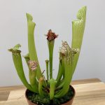 Sarracenia