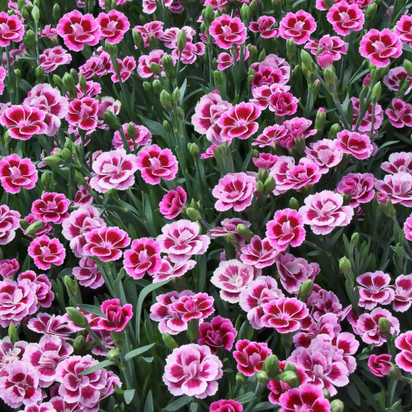 Dianthus Pink Kisses - The Nunhead Gardener