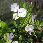 Vinca Minor Gertrude Jekyll