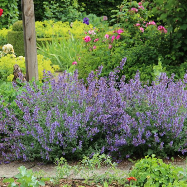 Nepeta Faassenii Six Hills Giant - The Nunhead Gardener