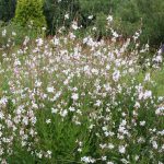 Gaura Lindheimeri White