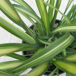 Phormium Yellow Wave