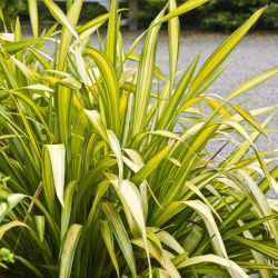 Phormium Yellow Wave