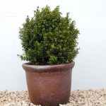 Myrtus Communis Microphylla