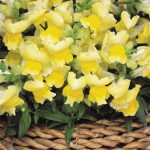 Antirrhinum Yellow – snapdragon