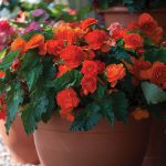 Begonia Non Stop Orange