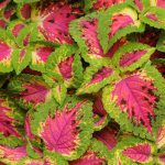 Coleus Watermelon