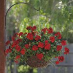 Geranium Trailing Double Red