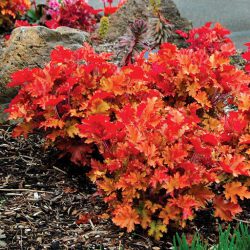 Heuchera ‘Marmalade’