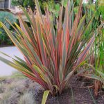 Phormium ‘Sundowner’