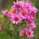 Aster Pink