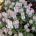 Tiarella Spring Symphony