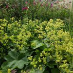 Alchemilla Mollis (in Hairy Pot)