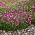 Armeria maritima Rose – sea thrift