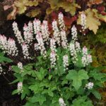 Tiarella Wherryi (in Hairy Pot)
