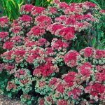 Sedum Telephium Munstead Dark Red (in Hairy Pot)