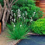 Libertia Grandiflora