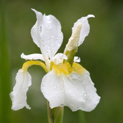 Iris Sibirica White Swirl (in Hairy Pot)