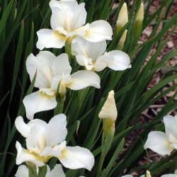 Iris sibirica ‘White Swirl’