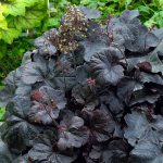 Heuchera ‘Obsidian’ – Coral Bells