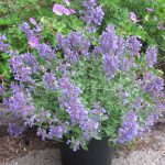 Nepeta Faassenii Walker’s Low
