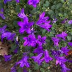 Campanula portenschlagiana ‘Get Mee Blue’ – Dalmatian Bellflower