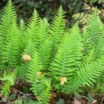 Polypodium Vulgare